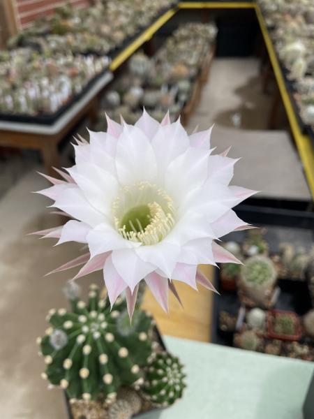 Echinopsis Hybr. rosa
